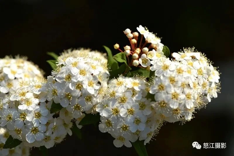 怒江游玩新去處，大密扣花開漫山野