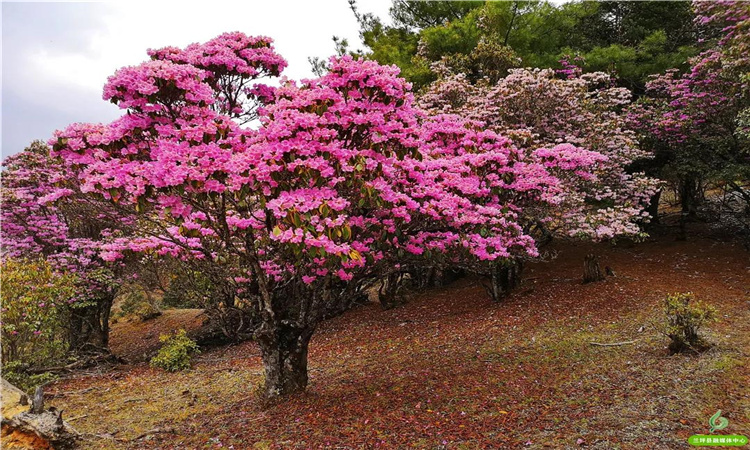 青巖山杜鵑花開漫山野 大美蘭坪等你來(lái)！